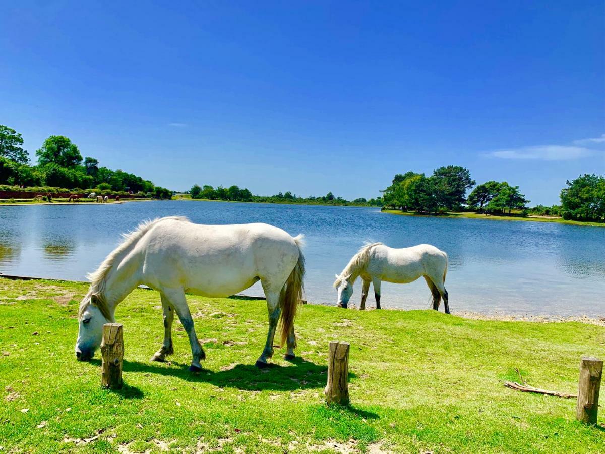 Apartamento Forest & Beach Access Naish Park New Milton Exterior foto